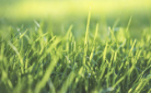 Should I Aerate and Overseed My Lawn?