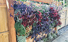 Vertical Garden Wall