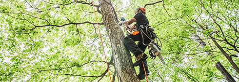 Mark Chisholm and STIHL