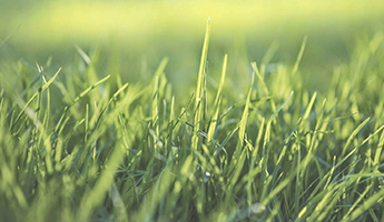 Should I Aerate and Overseed My Lawn? 