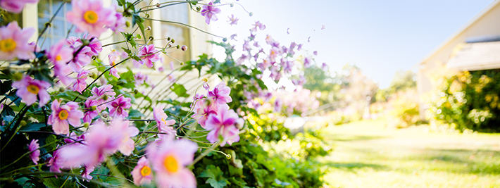 Tips on Pruning Trees, Plants and More