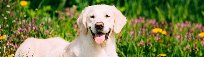 Choose Pet Safe Mulch