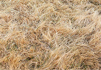 Common Lawn Problems