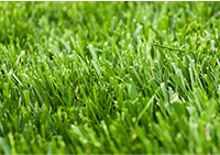 Fescue Lawn Tips