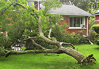 Storm Damage and Trees: Tree Care Tips