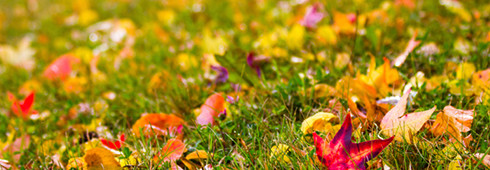 Leaf Removal - How To Remove Fall Leaves From Your Yard and Gutters