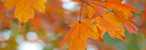 Fall leaf colors - The myths &facts of why leaves change color