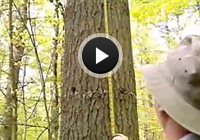 Watch Timber Woodprep - Part 1 Video Watch Timber Woodprep - Part 1 Video